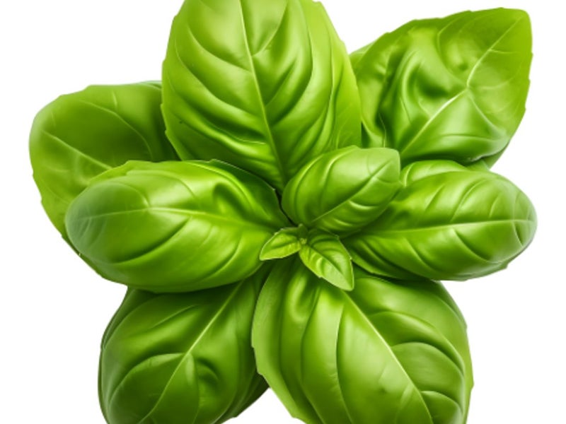 Basilic